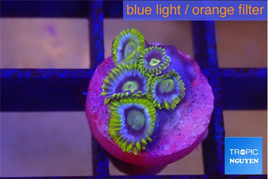 Zoanthus neon blue magician 5 polyps WYSIWYG acclimaté