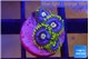 Zoanthus neon blue magician 4 polyps WYSIWYG acclimaté