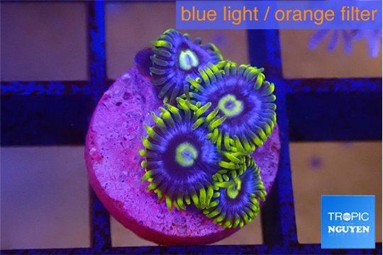 Zoanthus neon blue magician 4 polyps WYSIWYG acclimaté