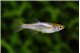 Oryzias latipes tumuki medaka 2,1-2,5 cm