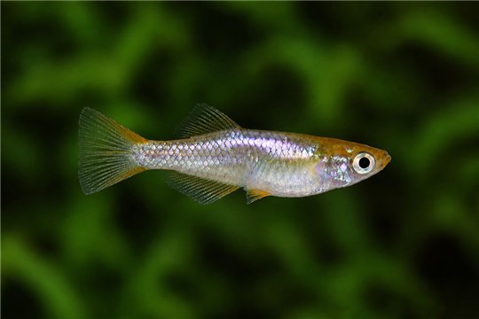 Oryzias latipes tumuki medaka 2,1-2,5 cm