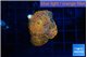 Rhodactis red blue superman 3 polyps WYSIWYG acclimaté
