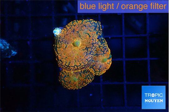 Rhodactis red blue superman 3 polyps WYSIWYG acclimaté