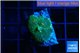 Rhodactis green gold 1 polyp WYSIWYG acclimaté