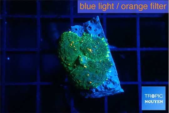 Rhodactis green gold 1 polyp WYSIWYG acclimaté