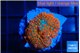Rhodactis red blue flash 1 polyp WYSIWYG acclimaté