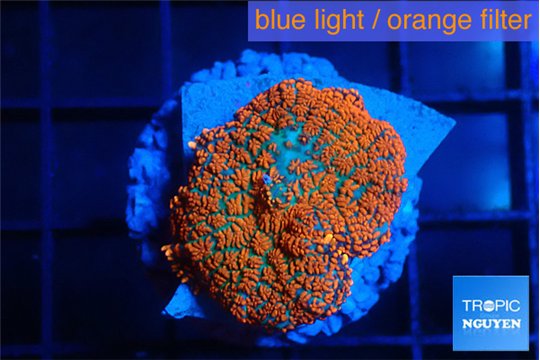 Rhodactis red blue flash 1 polyp WYSIWYG acclimaté