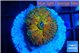 Ricordea yuma Goliath rainbow 1 polyp WYSIWYG acclimaté