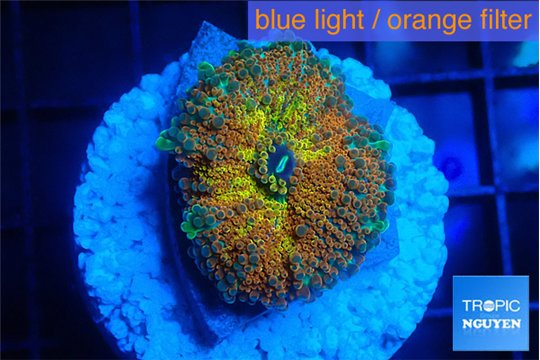 Ricordea yuma Goliath rainbow 1 polyp WYSIWYG acclimaté