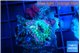 Ricordea yuma tricolore 1 polyp WYSIWYG acclimaté