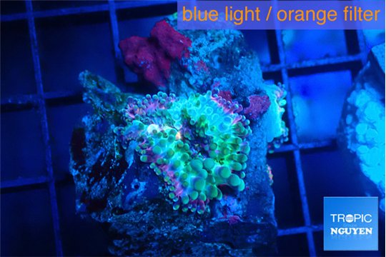 Ricordea yuma tricolore 1 polyp WYSIWYG acclimaté