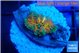 Ricordea yuma Goliath rainbow 1 polyp WYSIWYG acclimaté