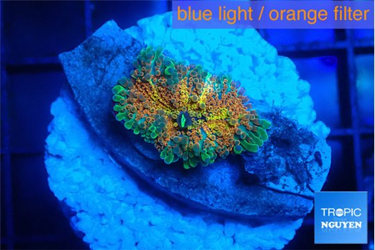 Ricordea yuma Goliath rainbow 1 polyp WYSIWYG acclimaté