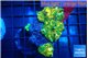 Discosoma gold dust 3 polyps WYSIWYG acclimaté