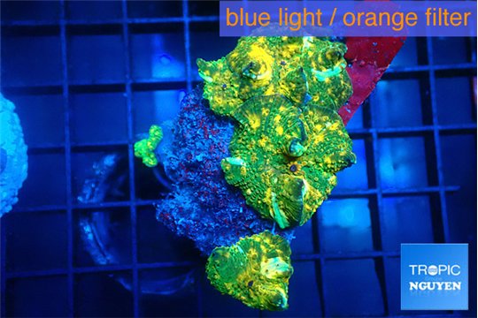Discosoma gold dust 3 polyps WYSIWYG acclimaté