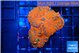 Rhodactis red blue superman 2 polyps WYSIWYG acclimaté