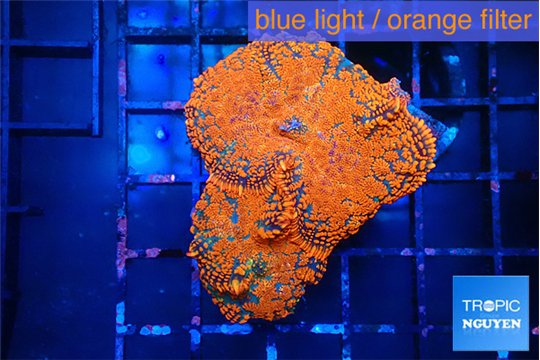 Rhodactis red blue superman 2 polyps WYSIWYG acclimaté