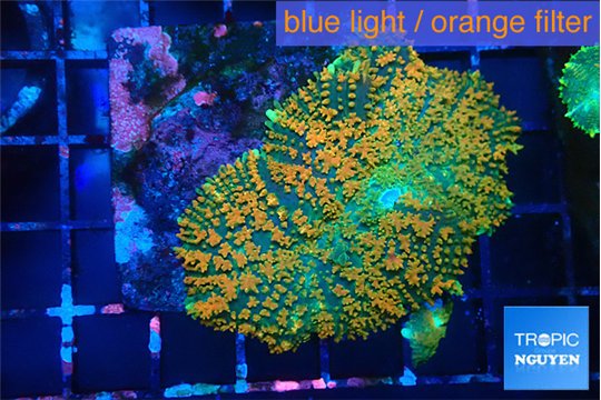 Rhodactis green & orange fusion 4-8 cm WYSIWYG acclimaté