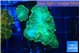 Rhodactis green lemon 3 polyps WYSIWYG acclimaté