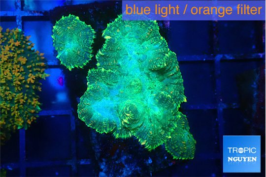 Rhodactis green lemon 3 polyps WYSIWYG acclimaté