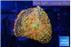 Rhodactis red blue superman 1 polyp WYSIWYG acclimaté