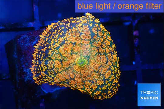 Rhodactis red blue superman 1 polyp WYSIWYG acclimaté