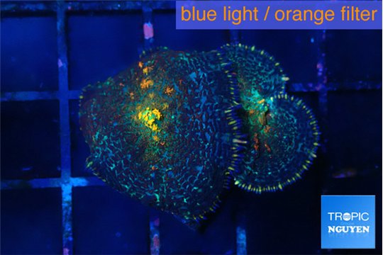 Rhodactis magma 2 polyps WYSIWYG acclimaté