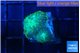 Rhodactis green lemon 2 polyps WYSIWYG acclimaté