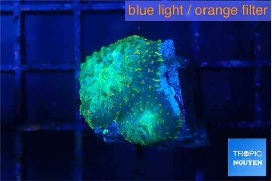 Rhodactis green lemon 2 polyps WYSIWYG acclimaté