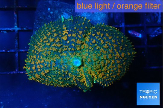 Rhodactis green & orange fusion 5-10 cm WYSIWYG acclimaté