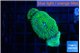 Ricordea floridae green 4 polyps WYSIWYG acclimaté