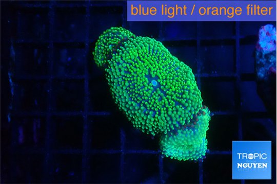 Ricordea floridae green 4 polyps WYSIWYG acclimaté
