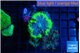 Ricordea yuma mixed color 3 polyps WYSIWYG acclimaté