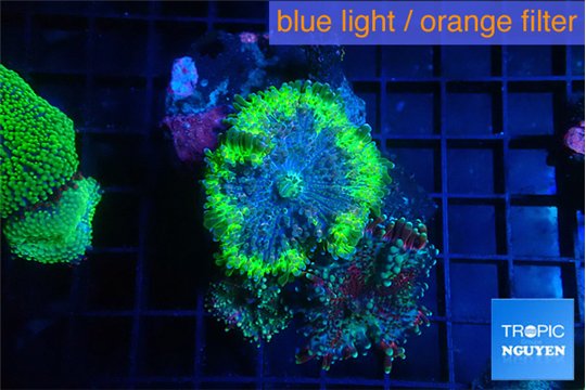 Ricordea yuma mixed color 3 polyps WYSIWYG acclimaté