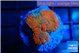 Rhodactis red blue flash 1 polyp WYSIWYG acclimaté
