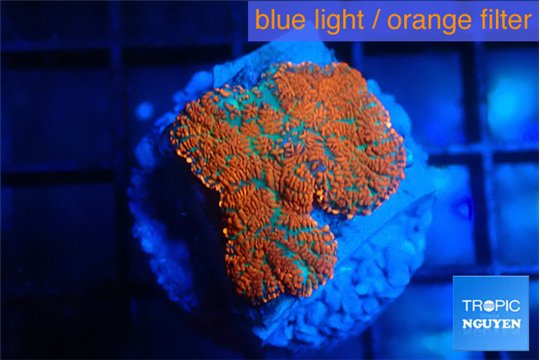 Rhodactis red blue flash 1 polyp WYSIWYG acclimaté
