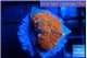 Rhodactis red blue flash 1 polyp WYSIWYG acclimaté