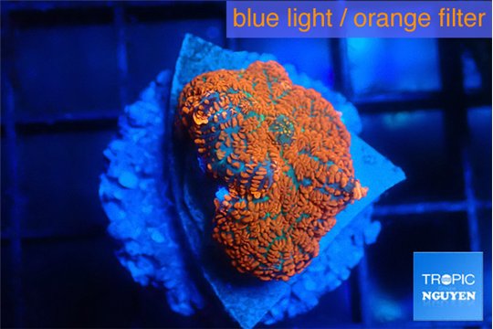 Rhodactis red blue flash 1 polyp WYSIWYG acclimaté