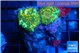 Discosoma gold dust 2 polyps WYSIWYG acclimaté