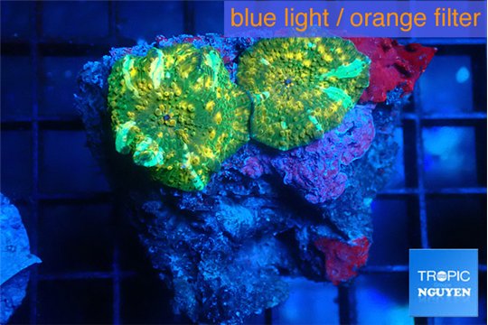 Discosoma gold dust 2 polyps WYSIWYG acclimaté