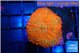 Rhodactis red super nova 3-6 cm WYSIWYG acclimaté
