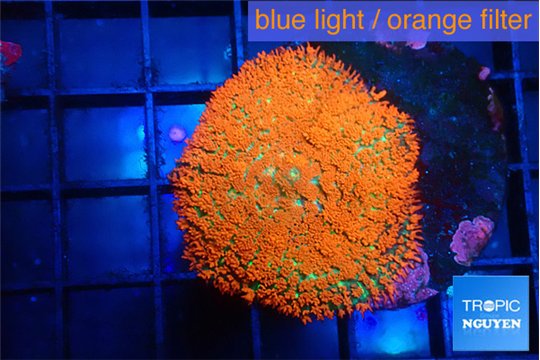 Rhodactis red super nova 3-6 cm WYSIWYG acclimaté