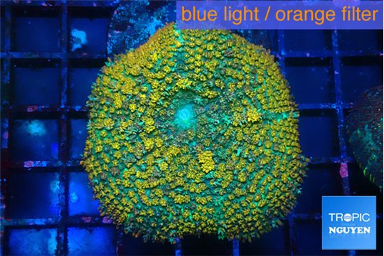 Rhodactis big leaf orange green 5-8 cm WYSIWYG acclimaté