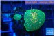 Rhodactis green & orange 2 polyps WYSIWYG acclimaté