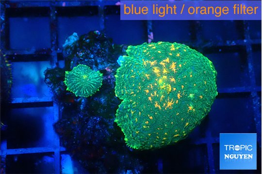 Rhodactis green & orange 2 polyps WYSIWYG acclimaté