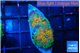 Ricordea yuma Goliath rainbow 2 polyps WYSIWYG acclimaté