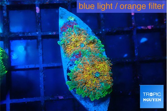 Ricordea yuma Goliath rainbow 2 polyps WYSIWYG acclimaté