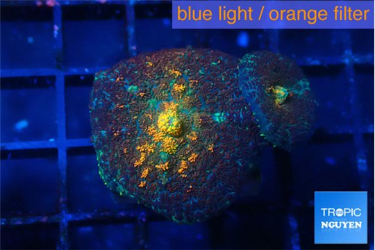 Rhodactis magma 2 polyps WYSIWYG acclimaté