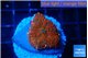 Rhodactis red blue flash 1 polyp WYSIWYG acclimaté