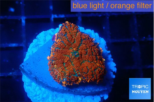Rhodactis red blue flash 1 polyp WYSIWYG acclimaté